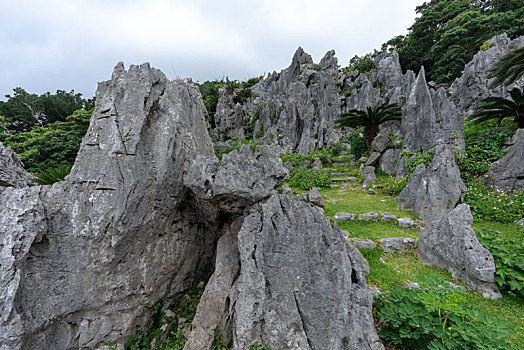 石头,丛林