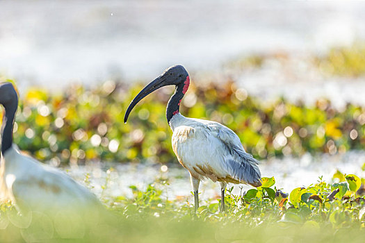 斯里兰卡沼泽地求生的白鹮鸟