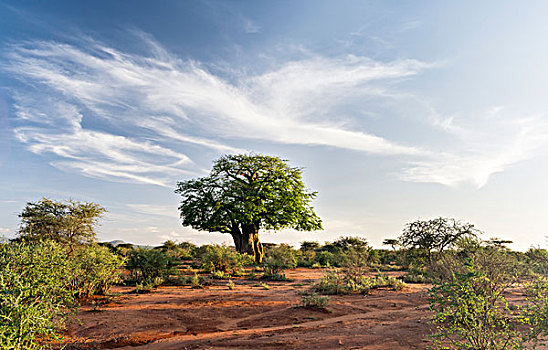 日落,风景,国家公园,非洲,猴面包树,肯尼亚,大幅,尺寸