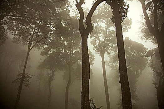 印度,季风,雾气,下降,树林