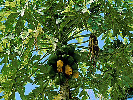 新加勒多尼亚,木瓜,树