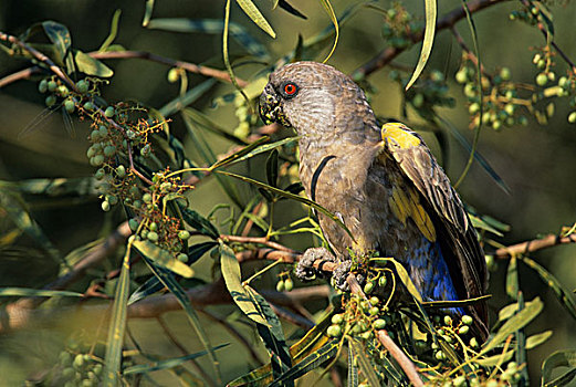 鹦鹉,生物圈,纳米比亚,非洲