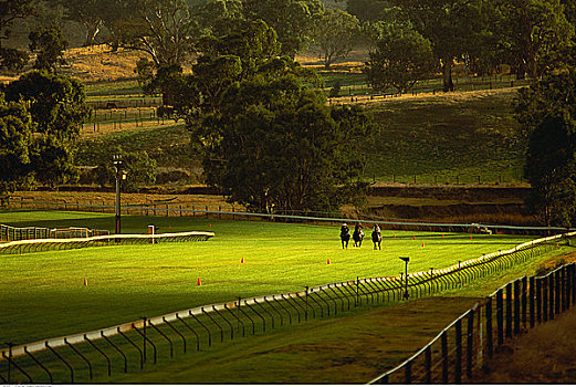 赛马,公园,种马场,巴罗萨峡谷,澳大利亚