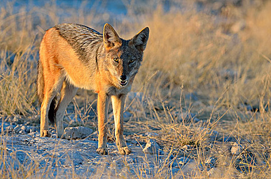 黑背狐狼,黑背豺,站立,早晨,亮光,埃托沙国家公园,纳米比亚,非洲