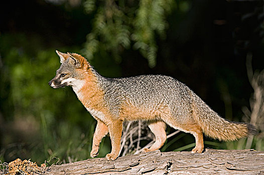 峡岛,灰色,狐狸,圣克鲁斯岛,峡岛国家公园,加利福尼亚