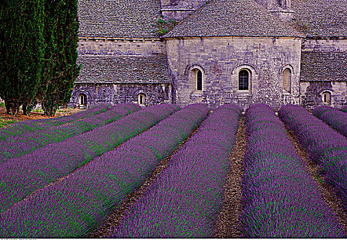 薰衣草种植区,塞农克,普罗旺斯,法国