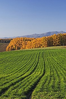 日本,落叶松属植物,冬小麦,地点