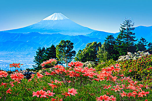 山,富士山,花