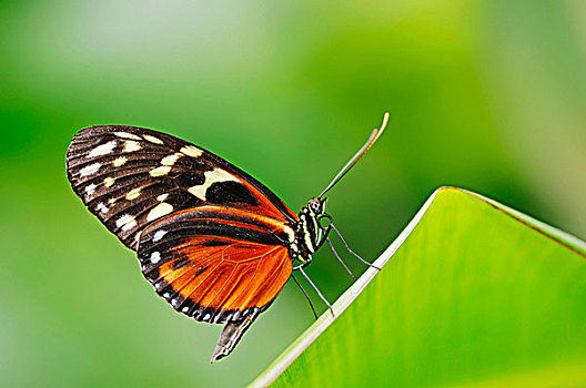 虎斑蝶,金色,南美,物种,俘获,北莱茵-威斯特伐利亚,德国,欧洲