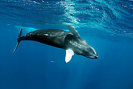 驼背鲸,大翅鲸属,鲸鱼,玩耍,挨着,海面,太平洋,卢卢图,法属玻利尼西亚,大洋洲