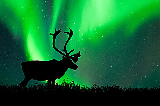 北美驯鹿,雄性动物,驯鹿属,剪影,北极光,中心,加拿大西北地区