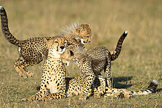 印度豹,猎豹,女性,幼兽,玩,马赛马拉国家保护区,肯尼亚,非洲