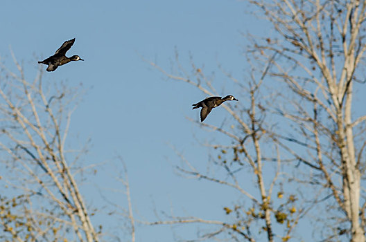 两个,环颈鸭,飞,过去,秋天,树