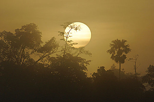 日出,上方,雨林,马来西亚