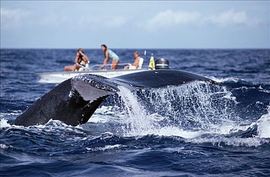 研究人员,摄影,驼背鲸,大翅鲸属,鲸鱼,夏威夷