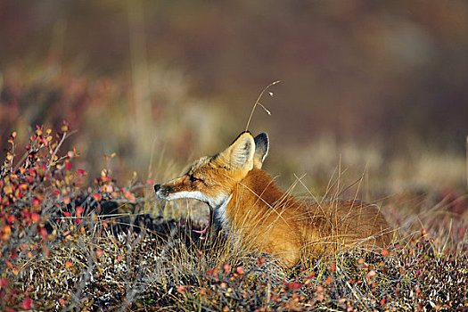成年,红狐,德纳里峰国家公园,秋天,室内,阿拉斯加