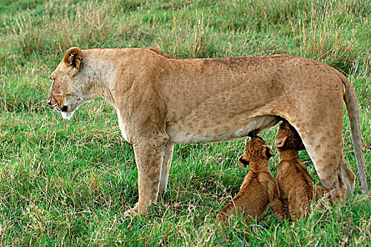 狮子,成年,女性,吸吮,幼兽,马赛马拉,肯尼亚,非洲