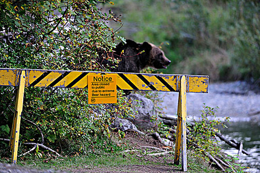 标识,阻挡,危险,褐色,熊,贝拉库拉,不列颠哥伦比亚省,加拿大