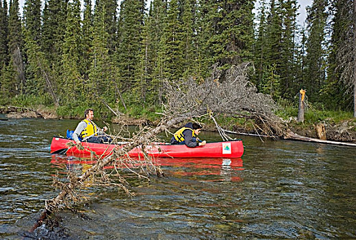 两个,男人,独木舟,河,悬挂,树,障碍,育空地区,加拿大