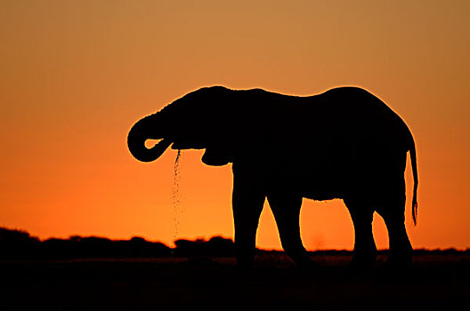 非洲,大象,成年,喝,剪影,日落,国家,公园,博茨瓦纳