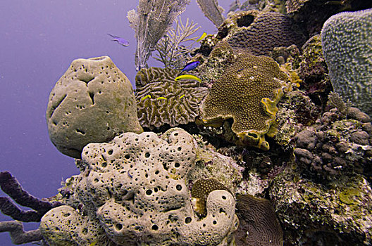 水下视角,海绵,珊瑚礁,海湾群岛,洪都拉斯