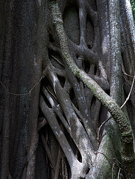 菩提树,孟加拉,无花果,榕属植物,国家公园,省,哥斯达黎加,中美洲