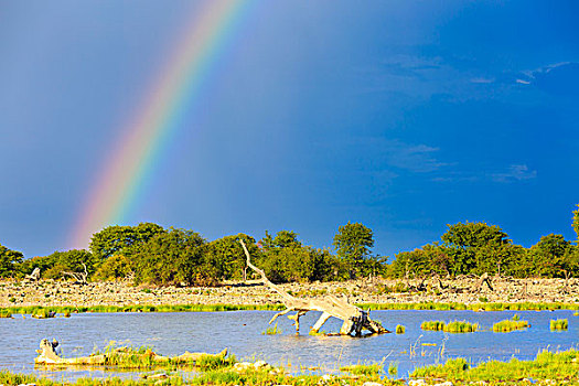 彩虹,上方,水坑,埃托沙国家公园,纳米比亚,非洲