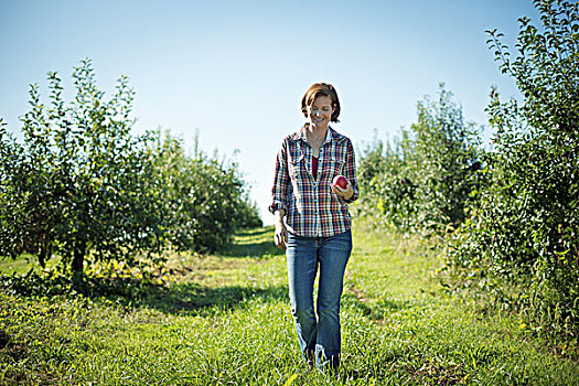 女人,格子衬衫,挑选,苹果,果园,农场