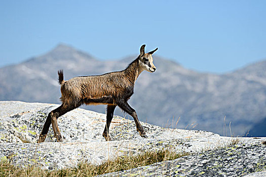 幼兽,岩羚羊,臆羚,跳跃,岩石上,瓦莱,瑞士,欧洲