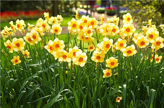 黄色,水仙花,公园,春天