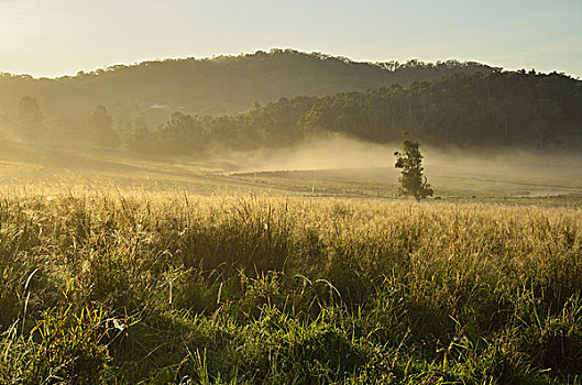 农田,雾状,早晨,阿瑟顿台地,昆士兰,澳大利亚