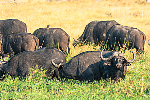博茨瓦纳,奥卡万戈三角洲,牧群,南非水牛,非洲水牛