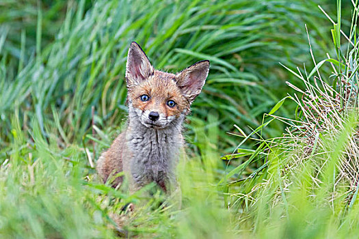 红色,狐狸,幼兽,草丛,英格兰东南,英国,欧洲