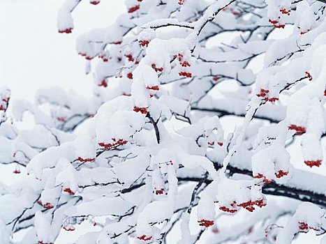 积雪,欧洲花楸