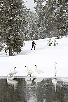 州立公园,爱达荷,美国,女人,北欧,滑雪,小路,野天鹅,天鹅,紧张,地表水流,银,湖,冬天