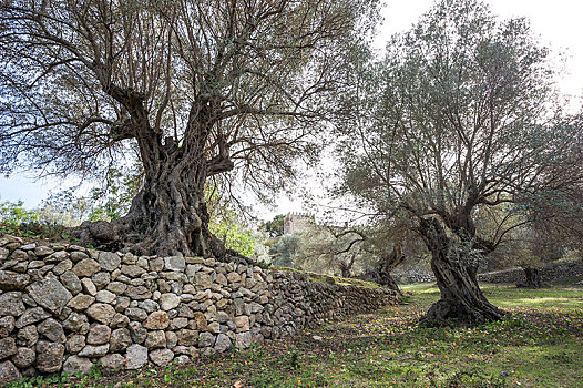 古老,橄榄树,欧橄榄,石墙,马略卡岛,巴利阿里群岛,西班牙,欧洲