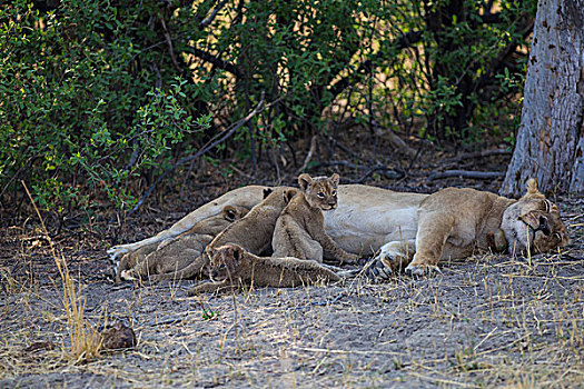 非洲,津巴布韦,北部省,万基国家公园,狮子,雌狮,男孩