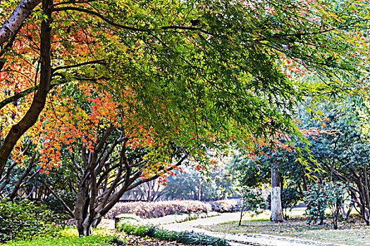 杭州公园秋天秋景
