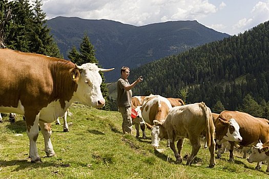 農民,計算,母牛,山地牧場
