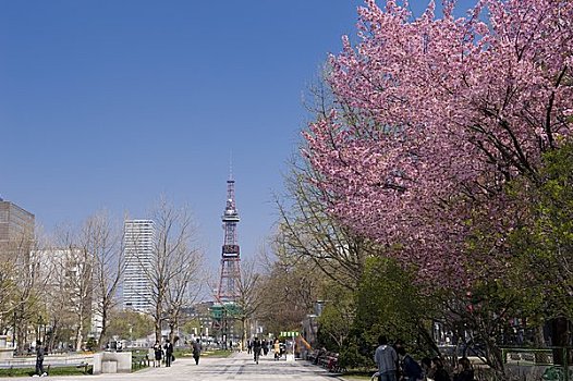 樱花,大通公园