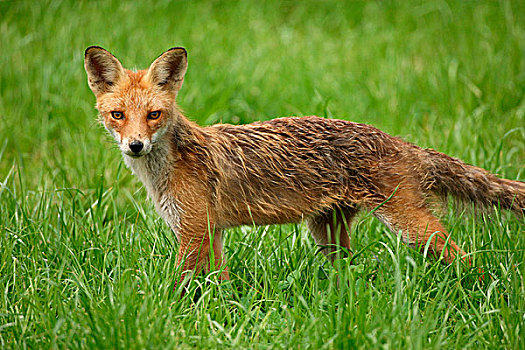 红狐,狐属,幼兽,狐狸,三个,巴伐利亚,德国,欧洲