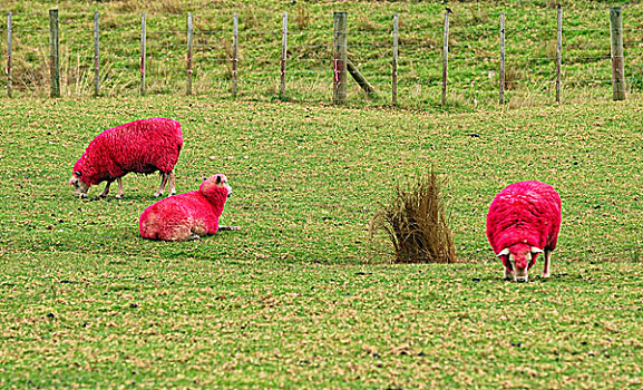 绵羊,红色,路边,世界,农场,自然,公园,1号公路,北岛,新西兰