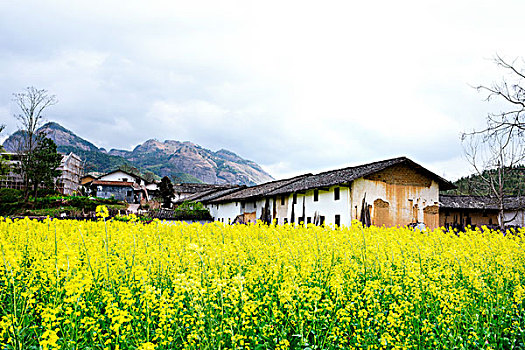 连平,乡村,油菜花,小屋