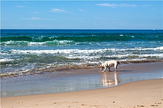 狗,玩,海滩