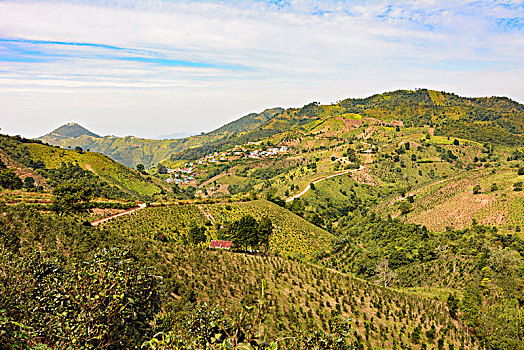 卡劳,山,地点,种植园,茶,橘子,乡村,掸邦,缅甸