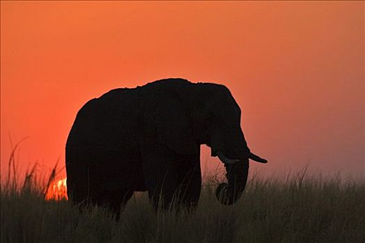 非洲象,日落,乔贝国家公园,博茨瓦纳,非洲