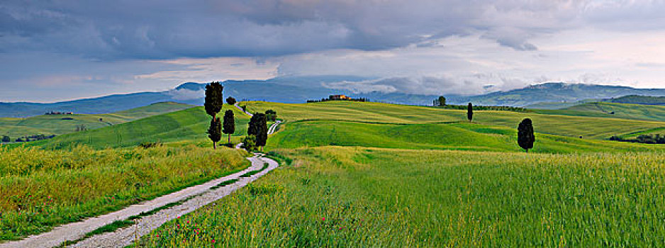 柏树,乡间小路,绿色,地点,皮恩扎,托斯卡纳,意大利