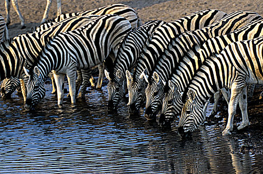 纳米比亚,埃托沙国家公园,斑马,喝,水潭