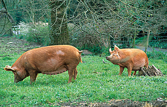家猪,一个,挠,腹部,原木,小,威尔特,英格兰,英国,欧洲