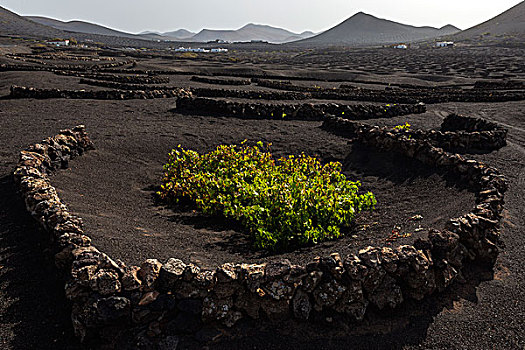 特色,葡萄园,干燥,培育,火山灰,火山岩,藤,兰索罗特岛,加纳利群岛,西班牙,欧洲